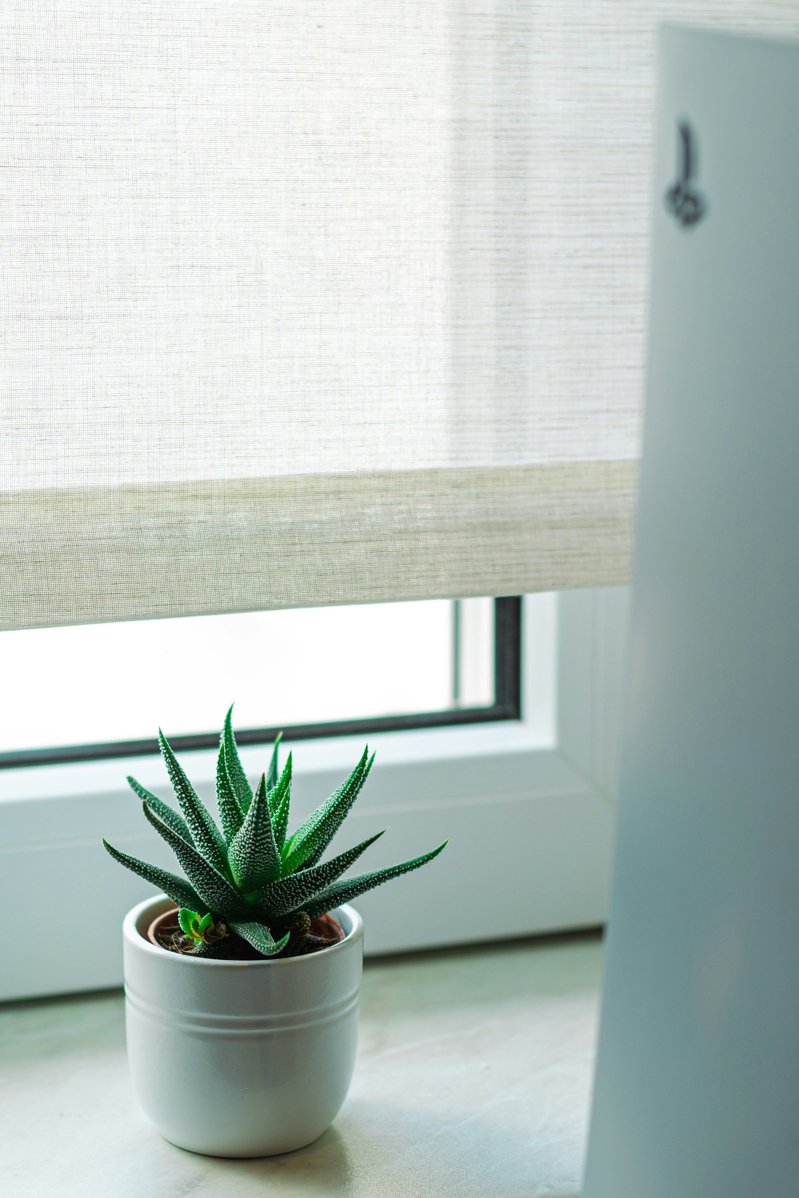 Window Blinds
